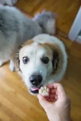 Homemade Dog Ice Cream