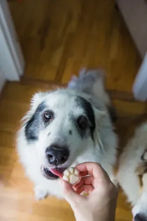 Homemade Dog Ice Cream